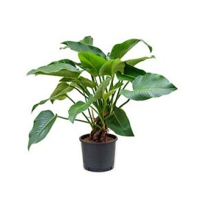 philodendron-green-beauty-hydrocultuur_468b00.jpg