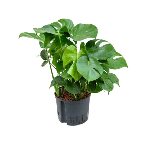 philodendron-pertusem-80-25_6f1e53.png