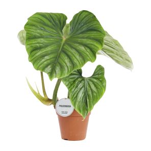 philodendron-plowmanii.jpg