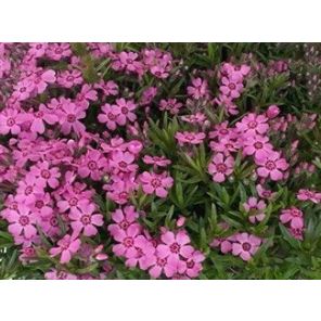 phlox-subulata-atropurpurea-sfeer_4fa754.jpg