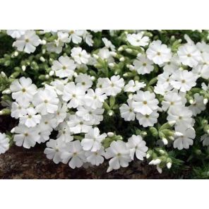 phlox-subulata-maischnee-sfeer_308882.jpg