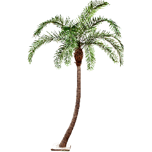 Phoenix palm Curved PNG.png