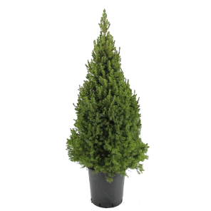 picea-glauca-conica-100-120.png