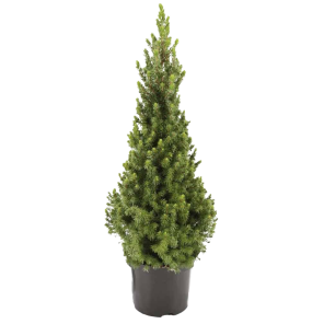 picea-glauca-conica-40-50.png