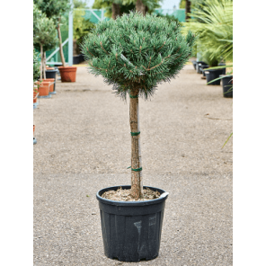 Pinus sylvestris Watereri Nana.png