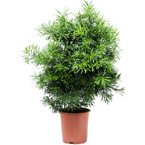 podocarpus m.png