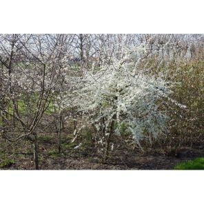 Prunus spinosa.jpg