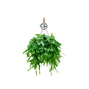 Rhipsalis crispata 1(2)_1.png