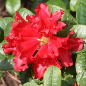 rhododendron-scarlet-wonder-close_46f4bc.jpg