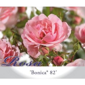 rosa-bonica-82_d739f2.jpg