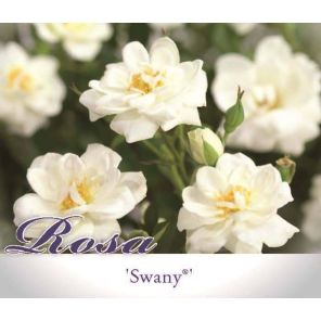 rosa-swany_f6a12c.jpg