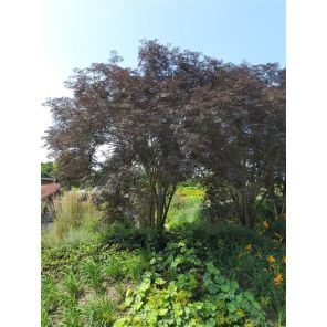 Sambucus nigra Black Lace.jpg