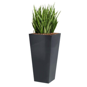 sansevieria-kirkii-4kant-antraciet_06c7d3.png