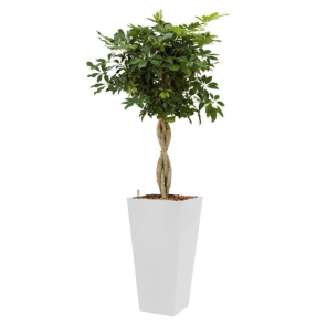 schefflera-arboricola-4kant-wit_12cdab.png