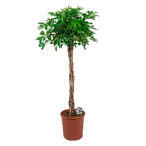 Schefflera arbicola compacta gevlochten op stam XL1(2).png