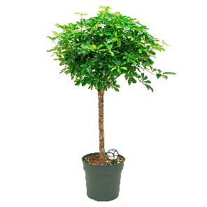 Schefflera gold capella op stam L1(2).png