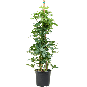 schefflera pyramide m.png