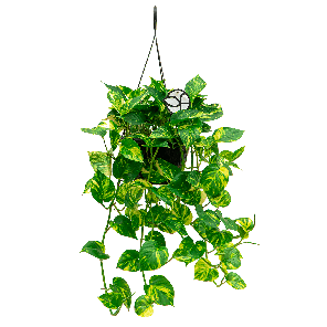 Scindapsus aureum hanger L5-2.png