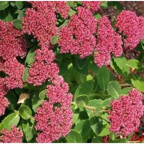 sedum-herbstfreude-sfeer2_961a10.jpg