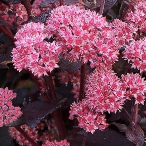 sedum-jose-aubergine-sfeer_78cf19.jpg