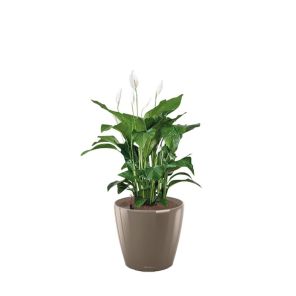 spathiphyllum-classico-pot-taupe_e8ad0a.jpg