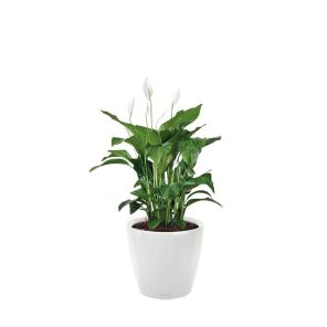 spathiphyllum-classico-pot-wit_fb6955.jpg