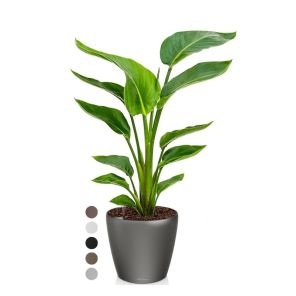 strelitzia-nicolai-small-pot-antraciet-kleuren_9d94cf.jpg