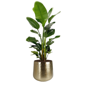 strelitzia-nicolai 150 cm nieuwe pot.png