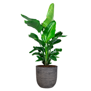 Strelitzia Nicolai in Capi Nature Egg planter rib - antraciet_1.png