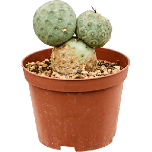 Tephrocactus geometricus.png