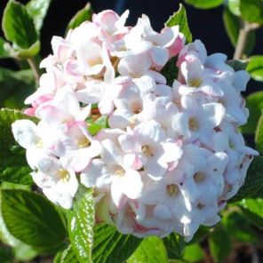 viburnum-burkwoodii-anne-russel-sfeer_24b39e.jpg