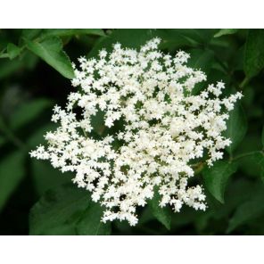 viburnum-japonicum-sfeer_1c28d4.jpg