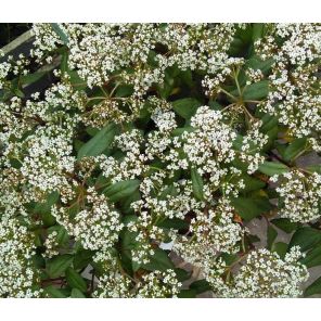 viburnum-jermyns-globe-sfeer_5e2b8b.jpg