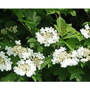 viburnum-opulus-compactum-sfeer2_8085a7.jpg