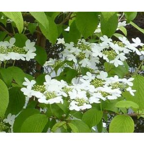 viburnum-plicatum-kilimandjaro-sfeer2_0b1c54.jpg