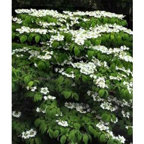 viburnum-plicatum-mariesii-sfeer_0bc733.jpg