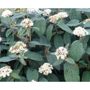 viburnum-rhytidophyllum-sfeer_01f12a.jpg