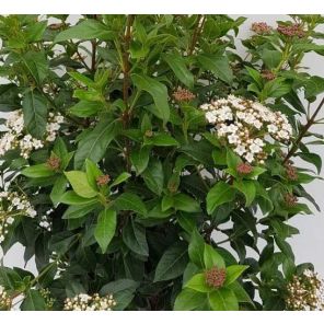 viburnum-tinus-close_9cc8ae.jpg