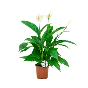 Spathiphyllum 