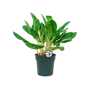 Web_Aglaonema key lime 1_2.png