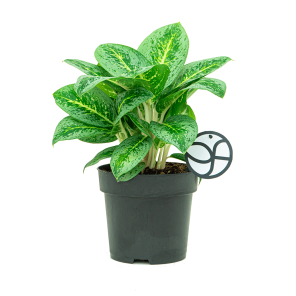 Web_AGLAONEMA LEMON MINT LOGO_2.png