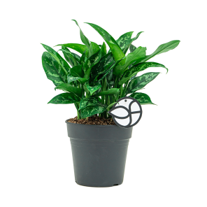 Web_Aglaonema Maria 1-bewerkt.png