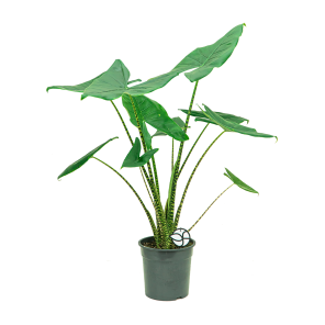 Web_alocasia zebrina L1.png