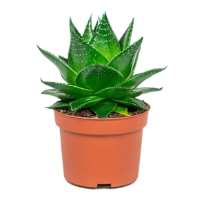 Web_ALOE VERA PLANT SMALL_1.png