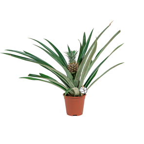 Web_BROMELIA ANANAS LOGO.png