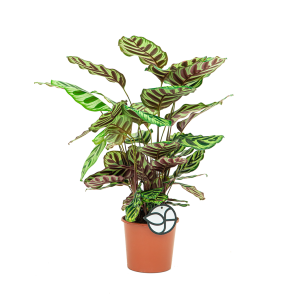 Web_calathea makoyana 1.png