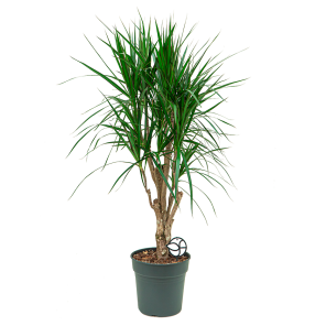 Web_Draccaena marginata vertakt M logo_1.png