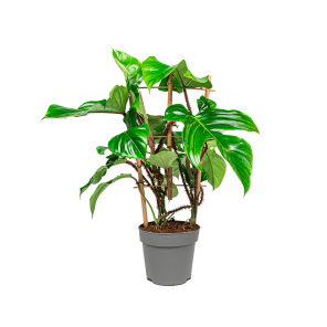 Web_Philodendron red sqamiferum Bush 1_1.png