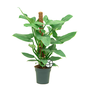 Web_Philodendron silver queen 1.png