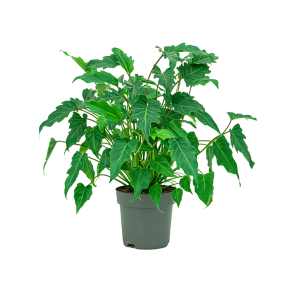 Web_philodendron xanadu m1_1.png